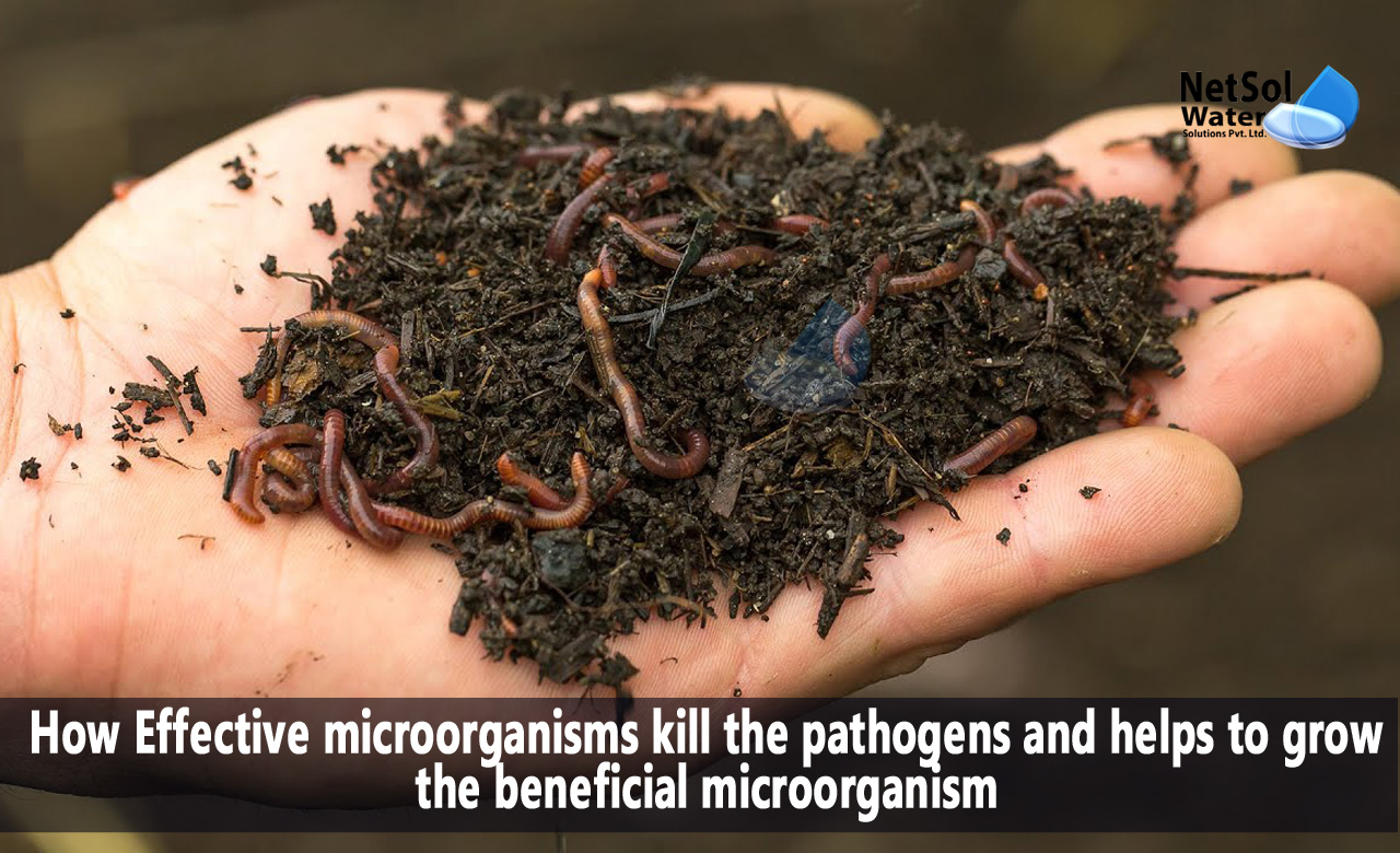 How EM kill pathogens and help to grow beneficial microorganisms, How EM (Effective microorganisms) kill the pathogens